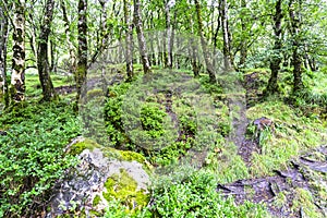 Natural environment of Wicklow Mountains National Park