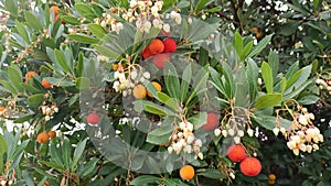 Natural environments. Mediterranean maquis. Arbutus unedo. Strawberry tree in autumn. Video