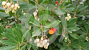 Natural environments. Mediterranean maquis. Arbutus unedo. Strawberry tree in autumn. Video