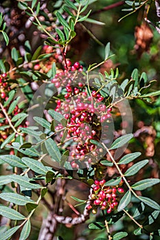 Natural environments. Mediterranean scrub. Pistacia lentiscus. Drupes. Ripening red fruits on a mastic tree