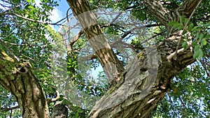 Natural environments. Mediterranean scrub. Pistacia lentiscus. Old wrinkled trunk and thick crown of the tree. Video