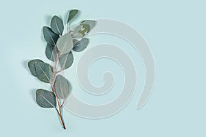 Natural eucalyptus leaves with water drops on mint pastel green background. A branch of eucalyptus, drops of water on the leaves.