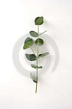 Natural eucalyptus live plant on white background, flat lay