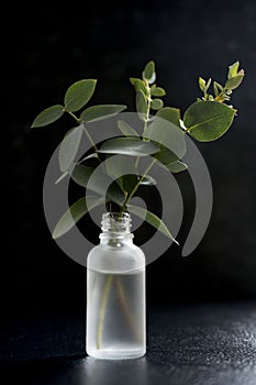 Natural eucalyptus plant twigs in glass vase bottle. Dark, black background. Home interior flowers, minimalist stillife concept