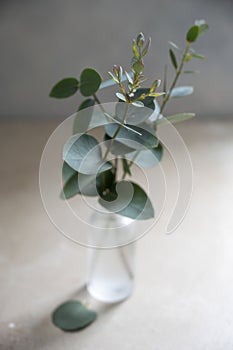 Natural eucalyptus plant twigs in glass vase bottle. Home interior flowers, minimalist stillife concept