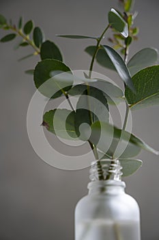 Natural eucalyptus plant twigs in glass vase bottle. Home interior flowers, minimalist stillife concept