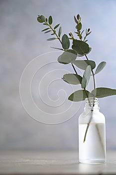 Natural eucalyptus plant twigs in glass vase bottle. Home interior flowers, minimalist stillife concept. Copy space