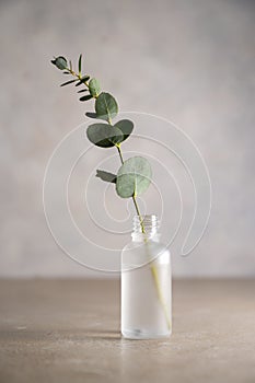 Natural eucalyptus plant twigs in glass vase bottle. Home interior flowers, minimalist stillife concept. Copy space