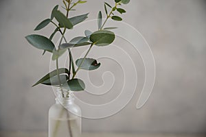 Natural eucalyptus plant twigs in glass vase bottle. Home interior flowers, minimalist stillife concept. Copy space