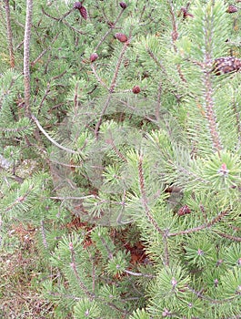 Natural evergreen fir tree branch with needles and cones in the coniferous forest.