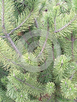 Natural evergreen fir tree branch with needles in the coniferous forest. Close up photo.