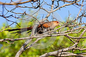 Natural and exotic red eyes. Piaya cayana bird