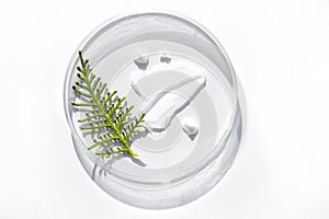 natural face cream in petri dish on a white table and plant branches