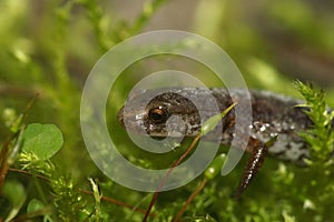 Natural facial closeup on a Four toed salamander, Hemidactylium scutatum sitting in green moss