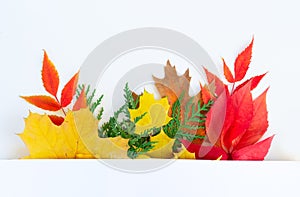 Natural fall leaves background