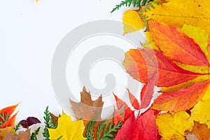 Natural fall leaves background