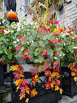 Natural Fall Outdoor Decoration of Plants, Flowers, Pumpkins and Colorful Leaves