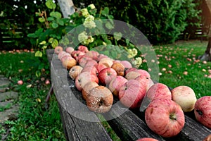 natural farm apples in the garden