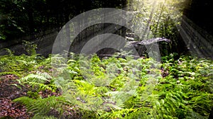 Natural fern in forest