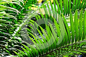 Natural fern pattern. Tropical green fern leaves background.