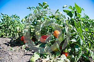 Natural field tomatoes