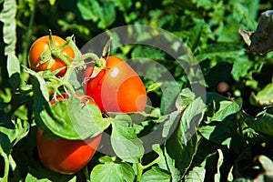 Natural field tomatoes