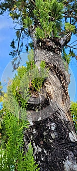 Natural fir tree bark in the yard