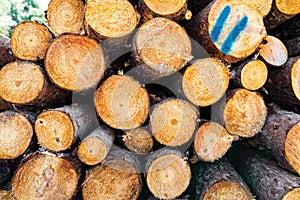 The natural firewoods cut in the forest.