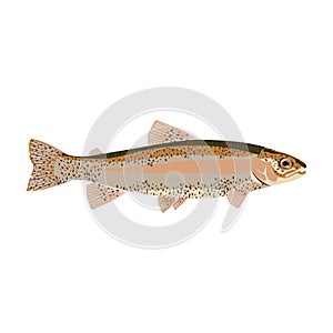 Natural flat trout