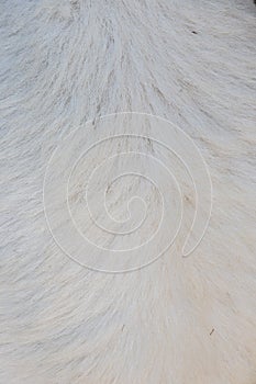 Natural fleece sheepskin closed up