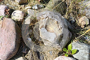 Flintstone bulb and other rocks at danish coast photo