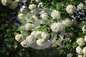 Natural floral background, blossoming of snowball viburnum opulus Roseum or boule de neige white flowers in spring sunny garden