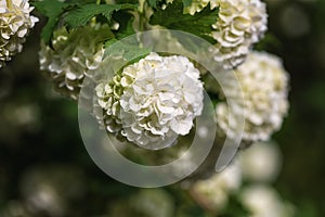 Natural floral background, blossoming of snowball viburnum opulus Roseum or boule de neige white flowers in spring sunny garden