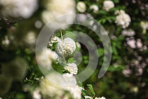 Natural floral background, blossoming of snowball viburnum opulus Roseum or boule de neige white flowers in spring sunny garden
