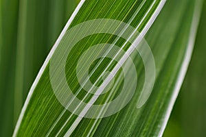 Natural floral background or desktop wallpaper. Striped white-green leaf of a cereal plant. Leaves of reed canary grass close-up.