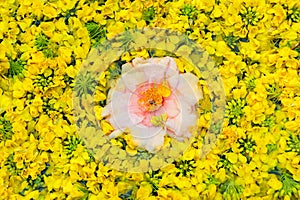 Natural floral background of flowers - symbol of Jeju