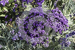 The Natural floral background with Phlox subulata `Emerald Blue` Wild Sweet William eye-catching early spring wildflowers. Cre