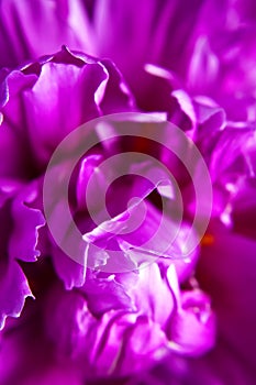 Natural floral background. Pink purple peonies flowers macro shot. Peonies flower petals, beautiful floral wallpaper