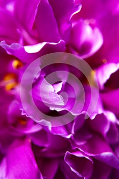 Natural floral background. Pink purple peonies flowers macro shot. Peonies flower petals, beautiful floral wallpaper