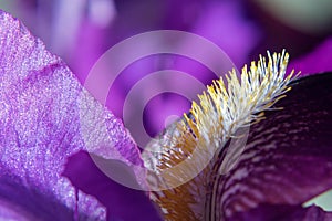 Natural floral background with purple bearded iris on a blurred background. Macro shot of a iris flower