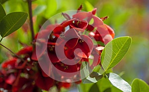 Natural floral background of Erythrina crista-galli photo