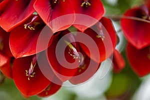 Natural floral background of Erythrina crista-galli photo