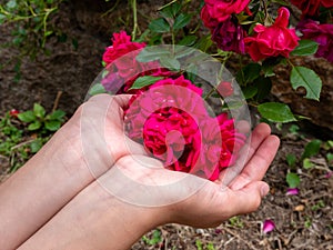 Natural floral concept with rose bush
