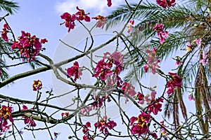 Natural floral texture with intertwined flowering branches of Ceiba speciosa without leaves isolated on blue sky background. photo