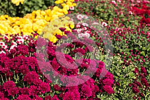 natural flower background. colorful chrysanthemums in the garden close-up