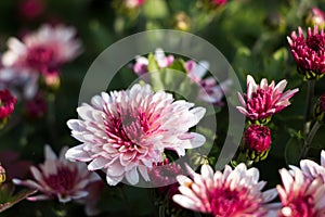 natural flower background. flowers of white and pink chrysanthemums close-up