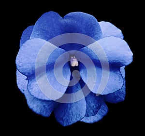 Natural flower of blue violets on the black isolated background with clipping path no shadows. Closeup For design.