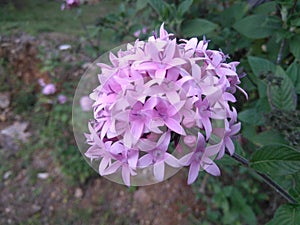 Natural flower bucket sri lanka