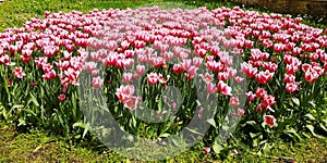 Natural and flower concept. Many pink tulips are planted to decorate the green lawn.