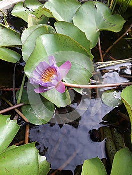   A natural flower that grows up frm water. photo